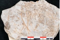 Foto (Detailansicht) von Plantae indet.  (NHMW-GEO-2024-0188-10174)